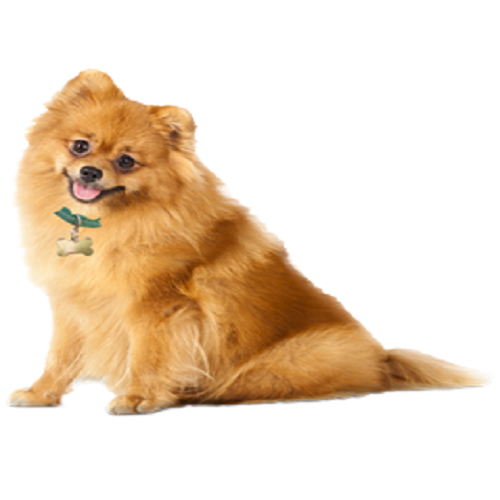 pomeranian boo