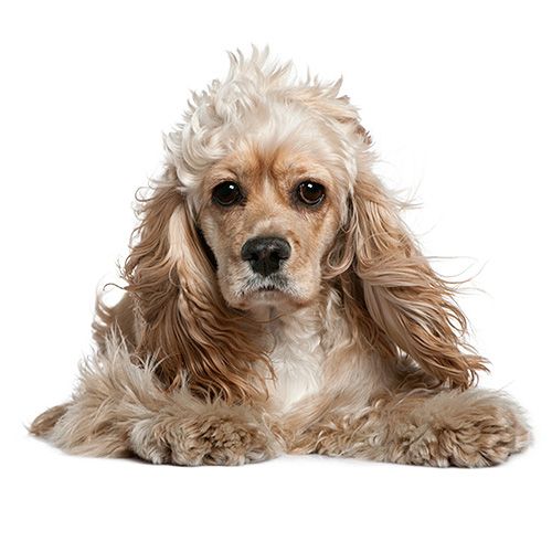 Cocker Köpek