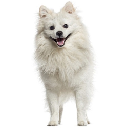 eskimo