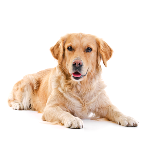 Golden Köpek