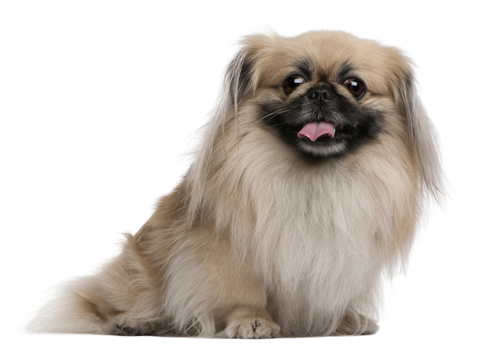 Pekinez Köpek