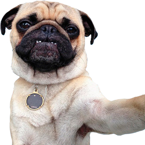 Pug class=