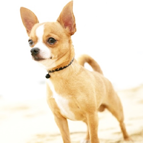 Şivava Köpek
