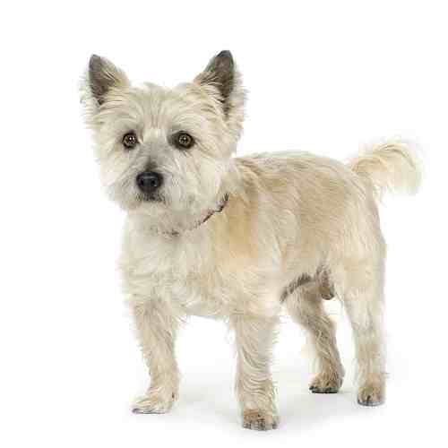 Terrier